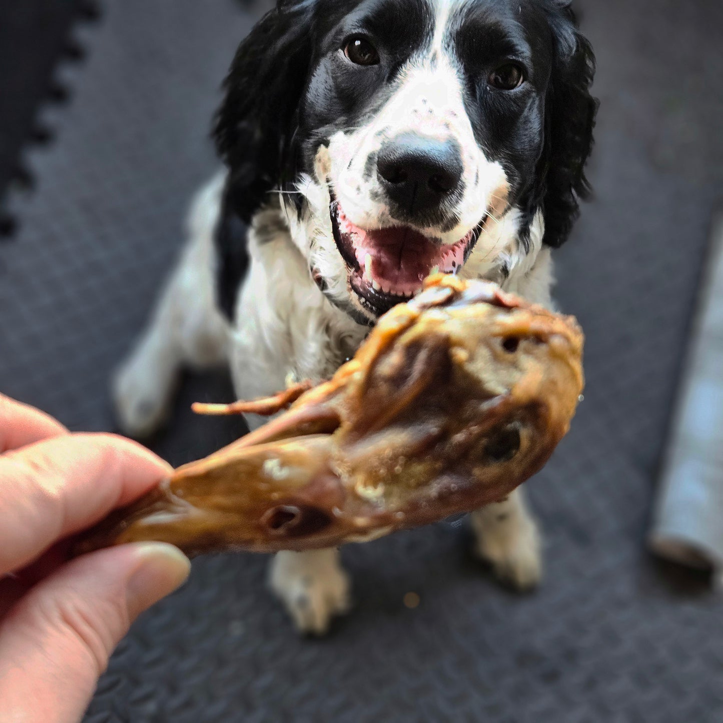 Dehydrated Duck heads- Natural Chews for Dogs & Cat