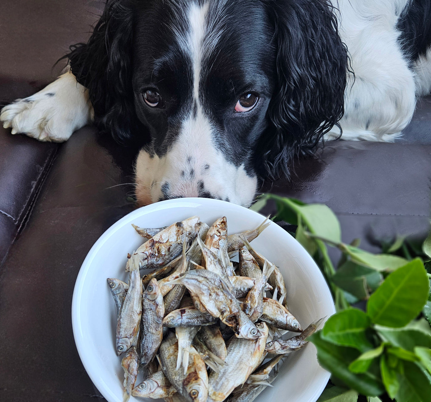 Fish Snacks- great for Cats and Dogs