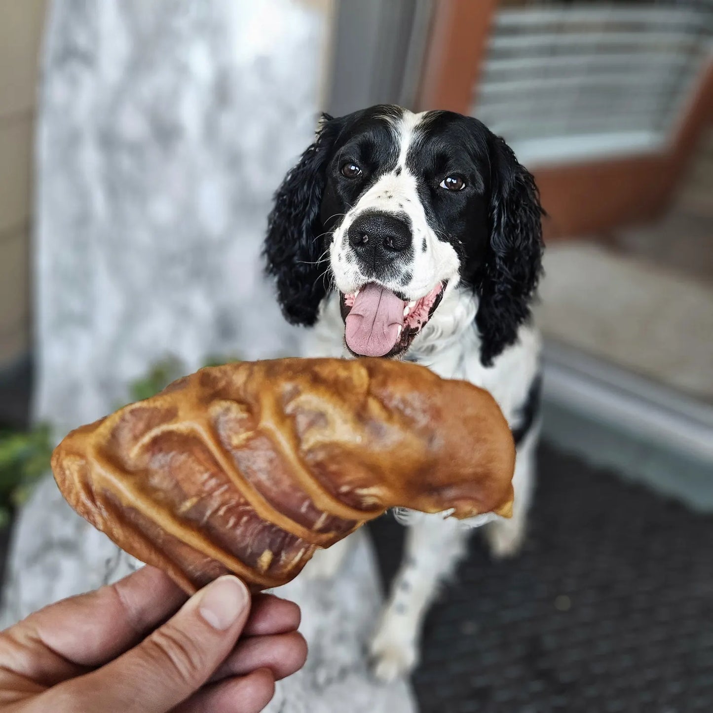 Dehydrated Pig Ears- Natural Chews for Dogs & Cats