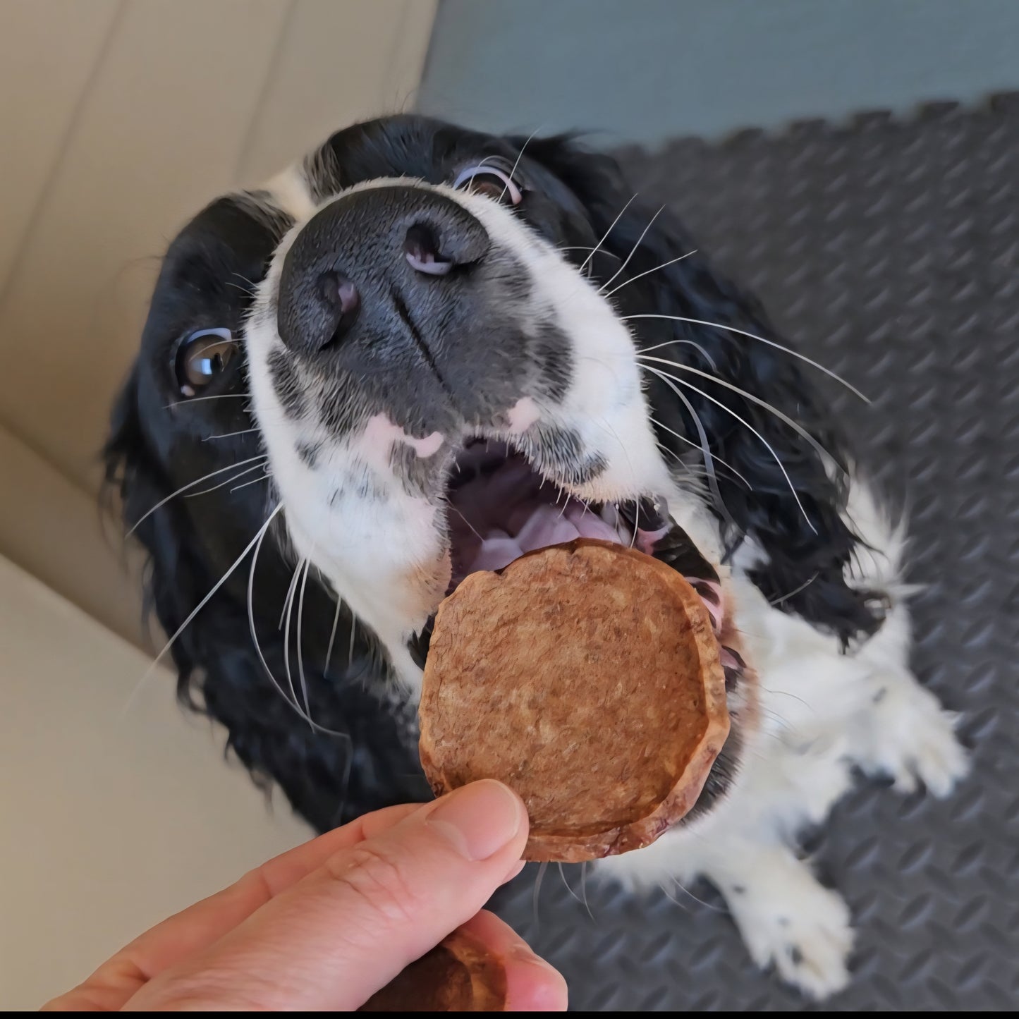 Turkey Slider- dehydrated, for Dogs & Cat