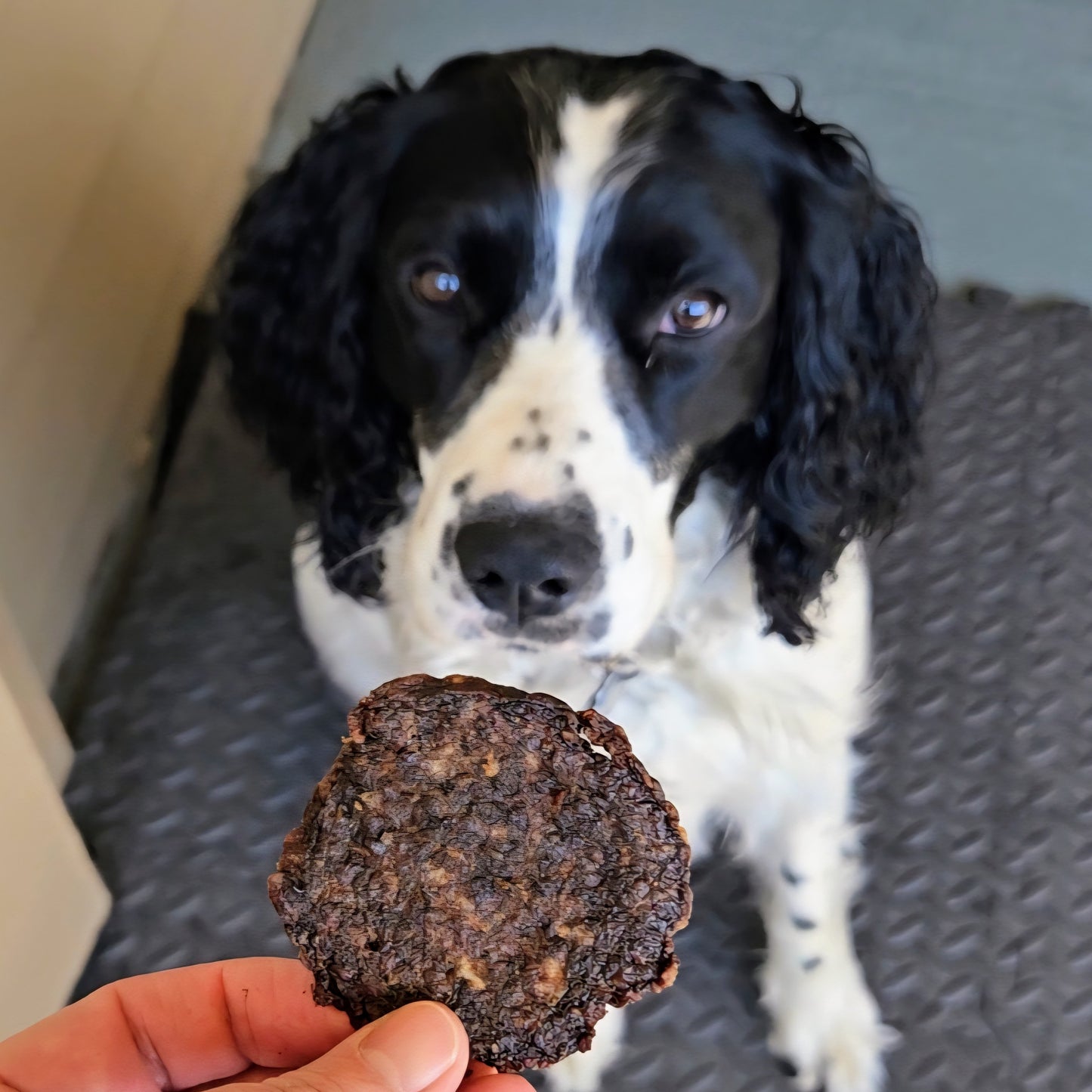 Beef Slider- dehydrated, for Dogs & Cat