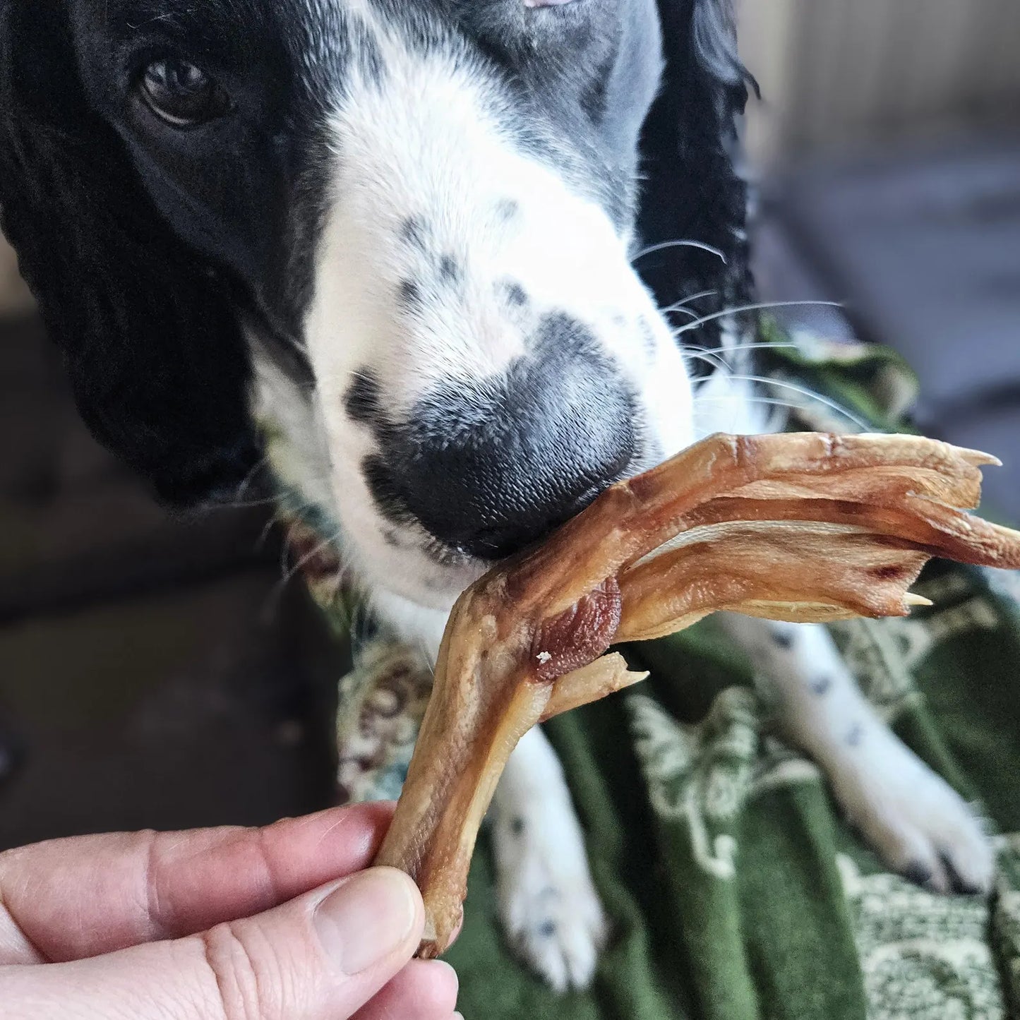 Dehydrated Duck Feet - Natural Chews for Dogs & Cats